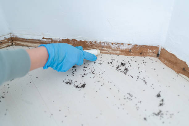 Best Affordable Pest Control Services  in Alva, OK